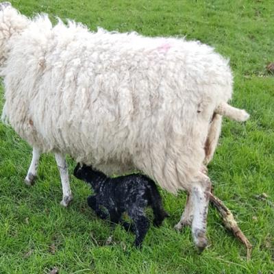 Lambing Time at Woodhouse Farm Image